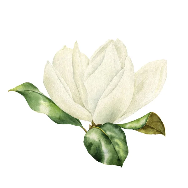 Akvarell teckning magnolia blomma — Stockfoto