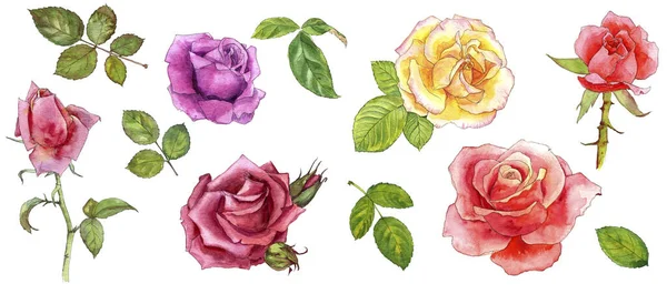 Aquarell Zeichnung Blume der Rose — Stockfoto