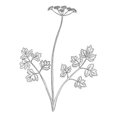 Kereviz çizen vektör