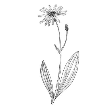 vektör çizimi arnica