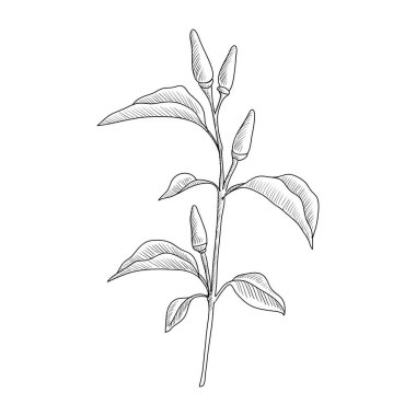 Biber bitkisi çizen vektör