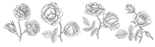 Vintage vector drawing flowers of rose — стоковый вектор