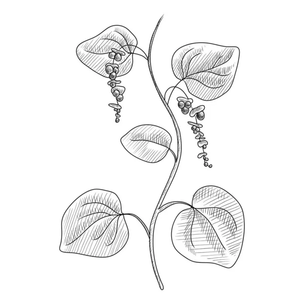 Wektor rysunek aksamitny liść — Wektor stockowy