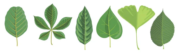 Vector set of tree leaves — Stock Vector