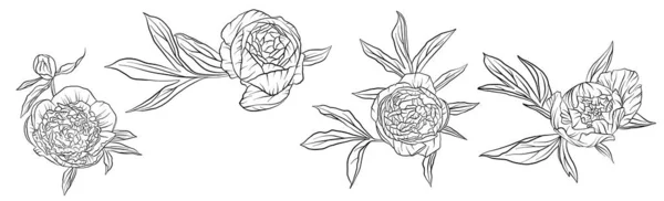 Vector dibujo peonía flores — Archivo Imágenes Vectoriales
