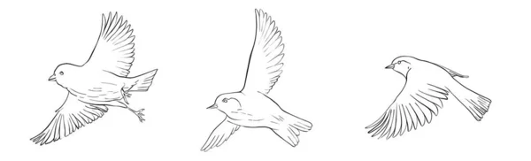 矢量会飞的鸟 — 图库矢量图片