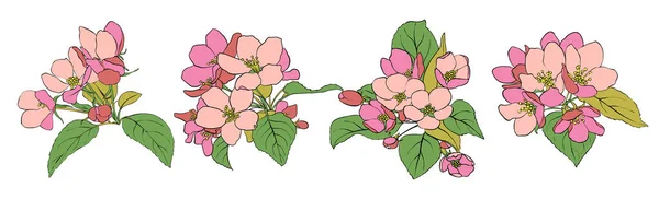 ベクトルアップルの花 — ストックベクタ