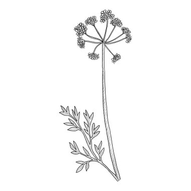 vektör çizimi asafoetida