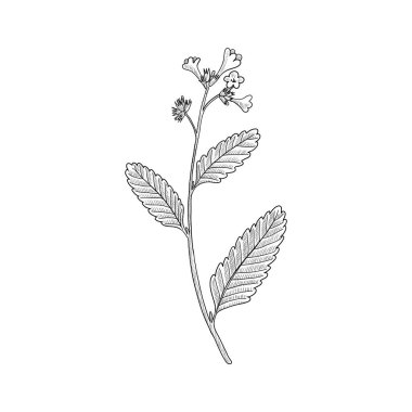 Kalın yaprak çizen vektör yerba santa