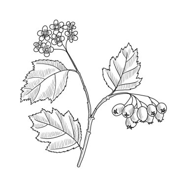 vektör dikeni çiziyor