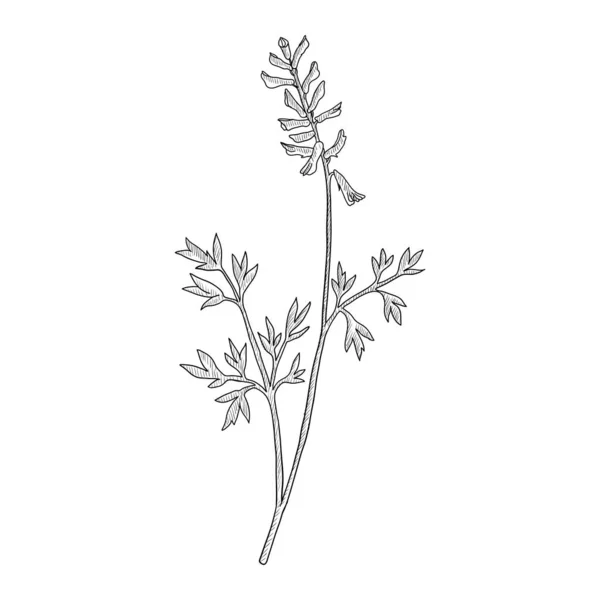 Dessin vectoriel fumitory — Image vectorielle