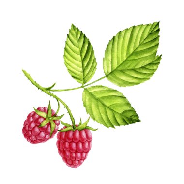 Ahududu suluboya meyveleri