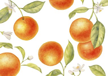 Portakal ağacının suluboya dalı