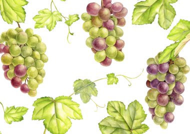 suluboya yeşil üzüm çizimi