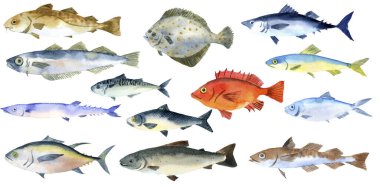 watercolor drawing fishes clipart