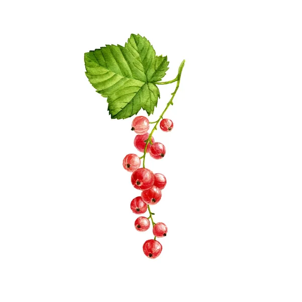 Vattenfärg bär av röda vinbär — Stockfoto