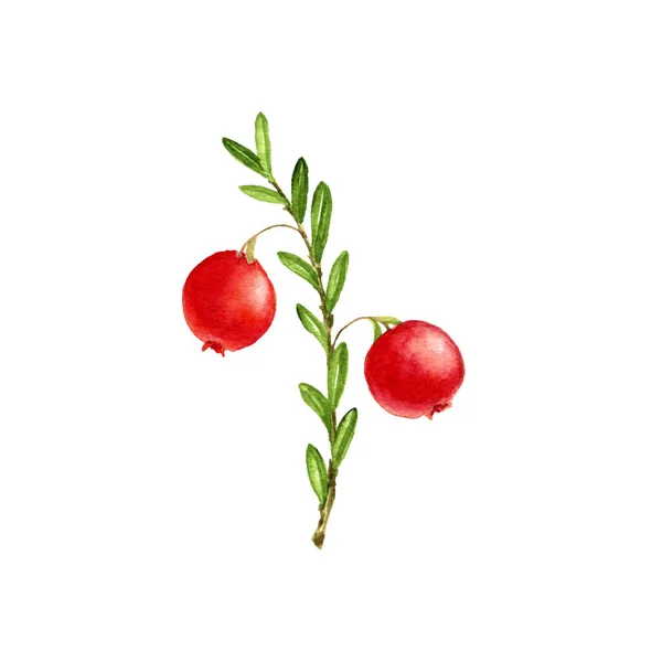 Aquarelbessen van cranberry — Stockfoto