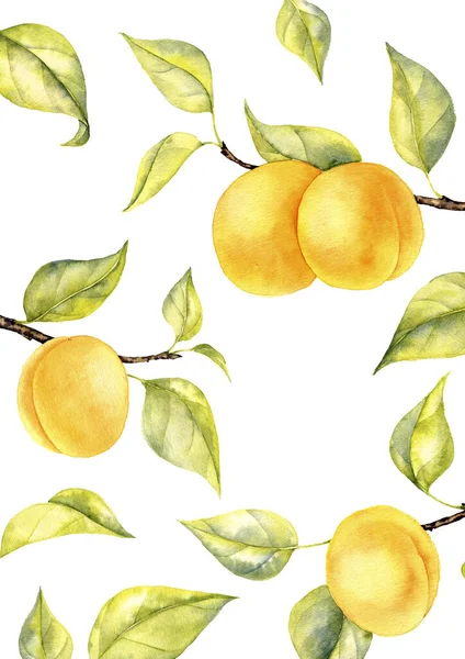 Акварельний малюнок гілки абрикоса — стокове фото