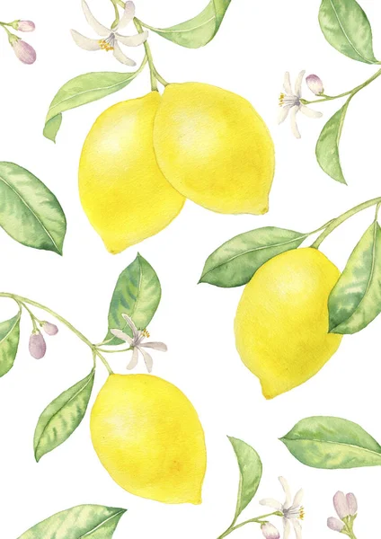 Watercolor drawing branch of lemon — Stock Photo, Image