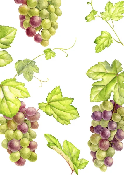 Desenho de uva verde em aquarela — Fotografia de Stock
