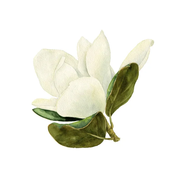 Ακουαρέλα σχέδιο λουλούδι μανόλια — Φωτογραφία Αρχείου