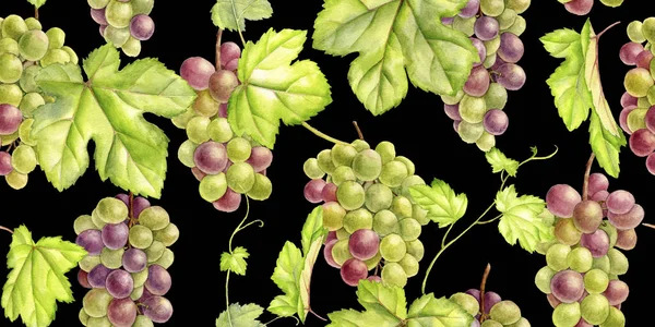 水彩による緑のブドウのドローイング — ストック写真