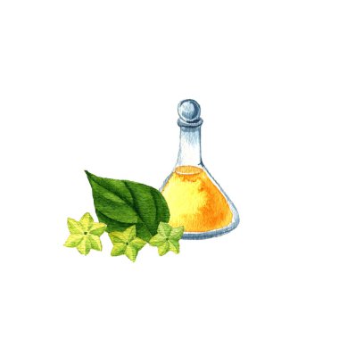 suluboya Sacha inchi yağı çiziyor