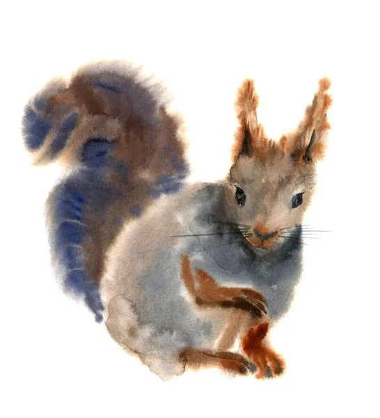 Esquilo desenho aquarela — Fotografia de Stock