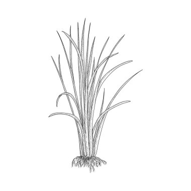 vector drawing vetiver plant clipart