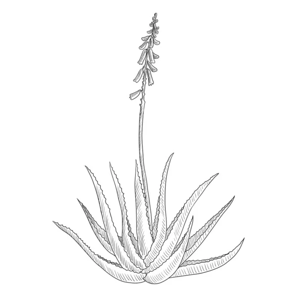 Dibujo vectorial aloe vera planta — Vector de stock