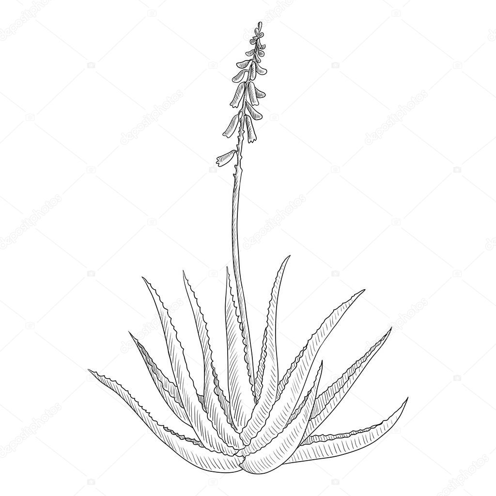 vector drawing aloe vera plant