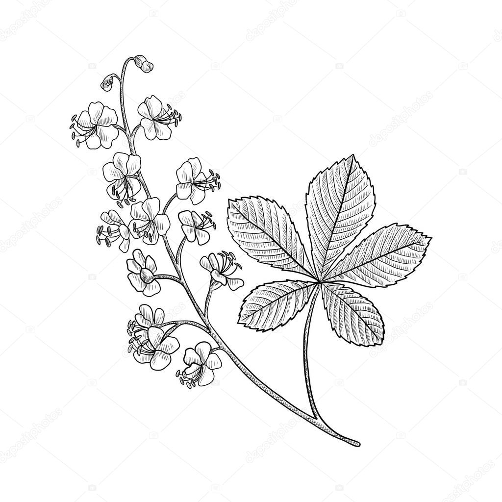 vector drawing horse chestnut plant