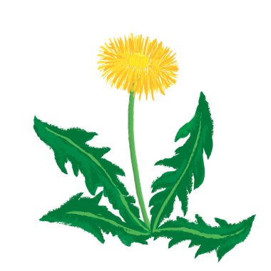 vektör karahindiba çiçeği çiziyor