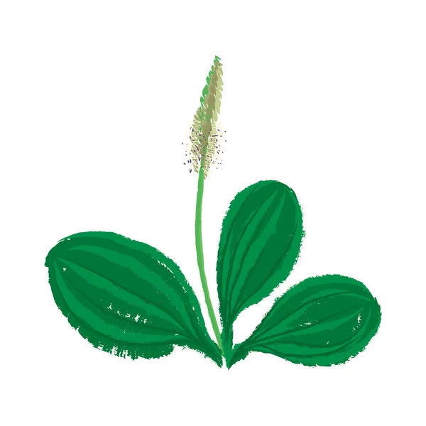 Φυτό vector drawing plantago — Διανυσματικό Αρχείο