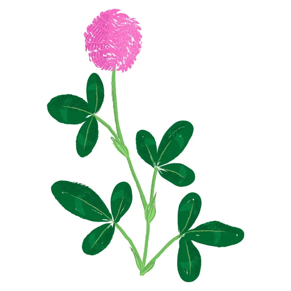 Vector drawing red clover flower — Stock Vector