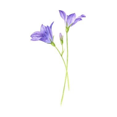 suluboya yabani çiçekler çiziyor