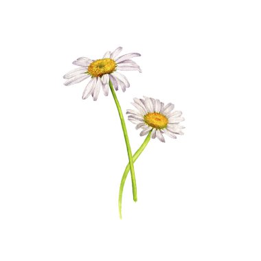 watercolor drawing wild flowers clipart