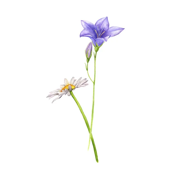 Akvarell teckning vilda blommor — Stockfoto