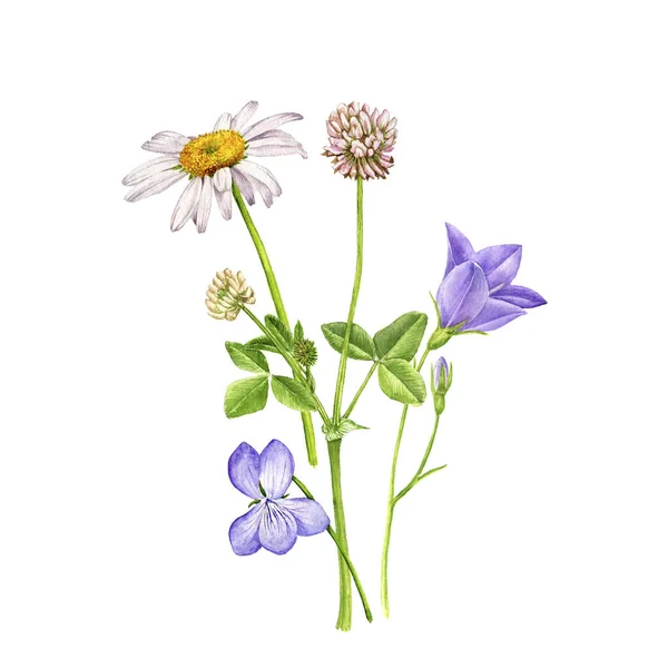 Akwarela rysunek dzikie kwiaty — Zdjęcie stockowe