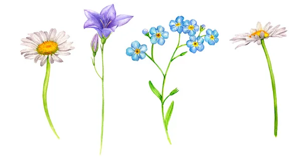 Watercolor drawing wild flowers — Stock Photo, Image