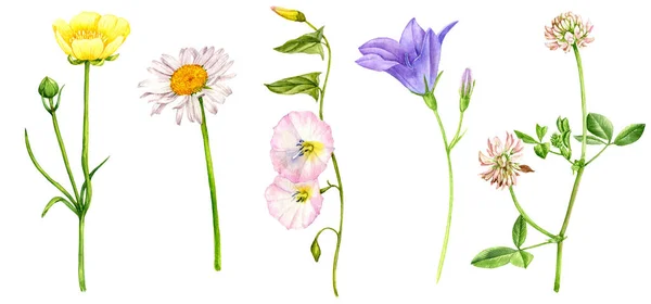 Aquarel tekening wilde bloemen — Stockfoto