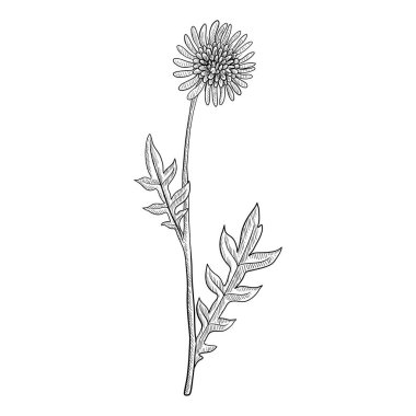 vector drawing field scabious clipart