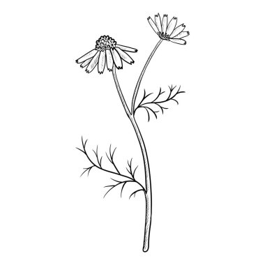 vektör çizimi papatya çayı