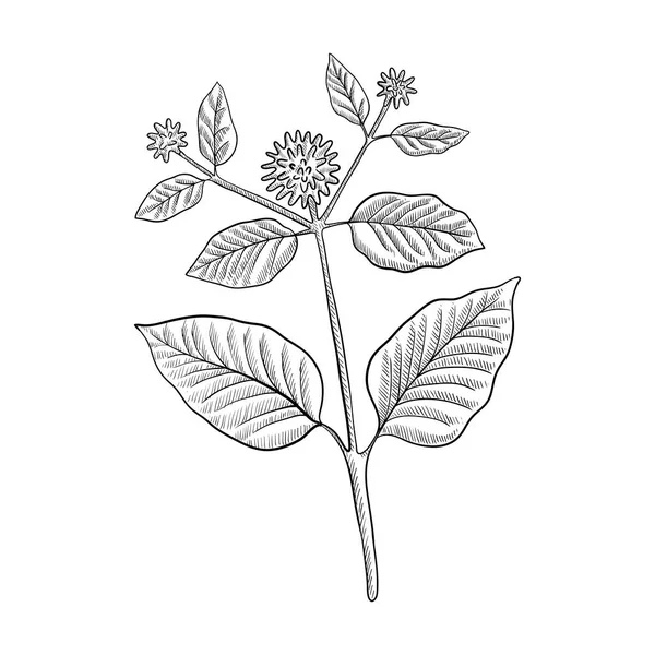 Vectortekening kratom — Stockvector