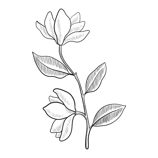 Vector dibujo rama de árbol magnoila — Archivo Imágenes Vectoriales