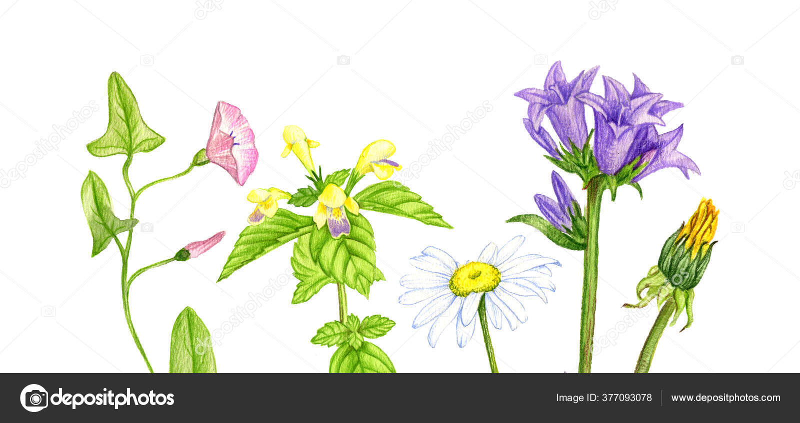 野生植物和花卉,用彩色铅笔画图——图库图片© cat_arch_angel #377093078, image size:1600x847