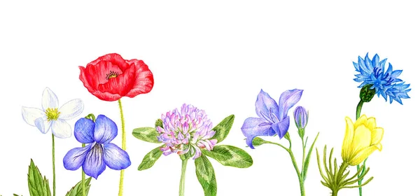 Vadon termő növények és virágok, színes ceruzákkal rajzolva — Stock Fotó