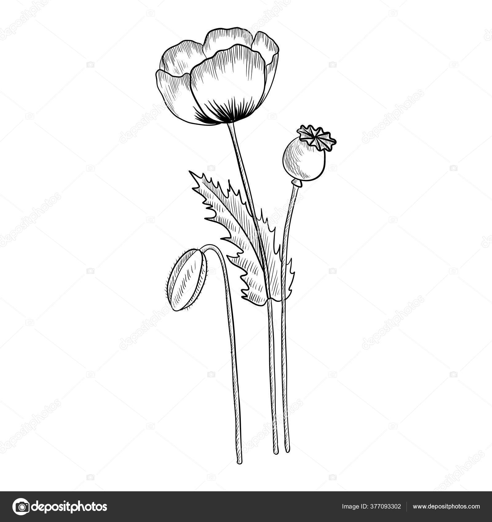 Vector drawing opium poppy Stock Illustration by ©cat_arch_angel #377093302