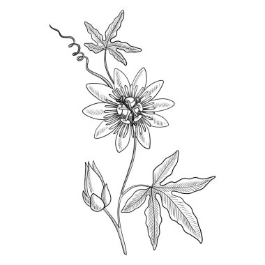 vector drawing passiflora clipart