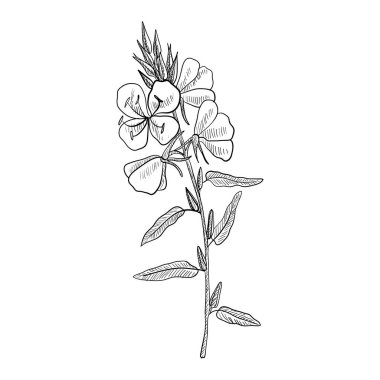 vector drawing evening primrose clipart